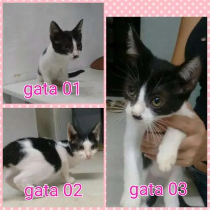 Gato ra a SRD idade 2 a 6 meses nome Sem nome
