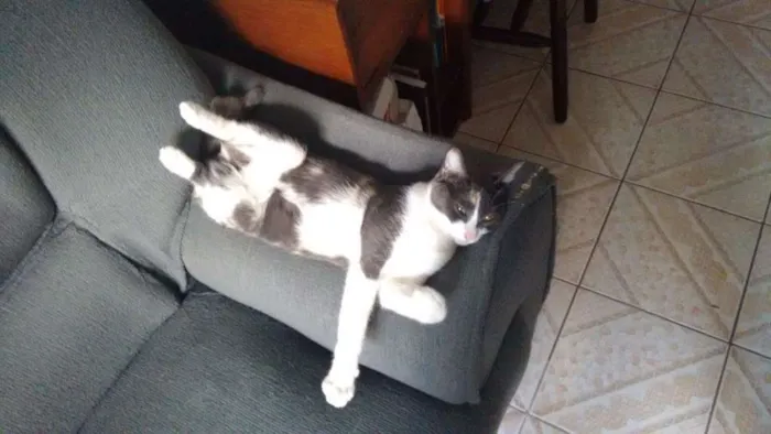 Gato ra a SRD idade 3 anos nome Mel e Ramona