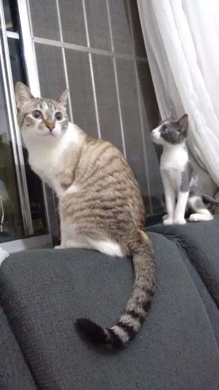 Gato ra a SRD idade 3 anos nome Mel e Ramona