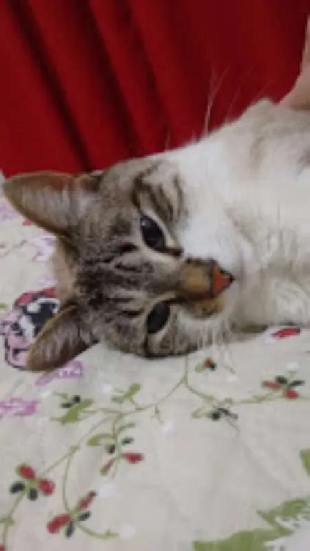 Gato ra a SRD idade 3 anos nome Mel e Ramona
