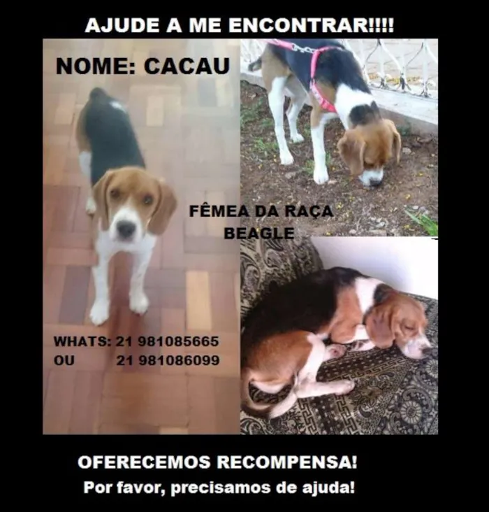 Cachorro ra a Beagle idade 1 ano nome Cacau GRATIFICA