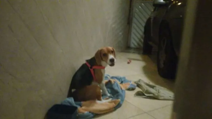 Cachorro ra a Beagle idade 1 ano nome Cacau GRATIFICA