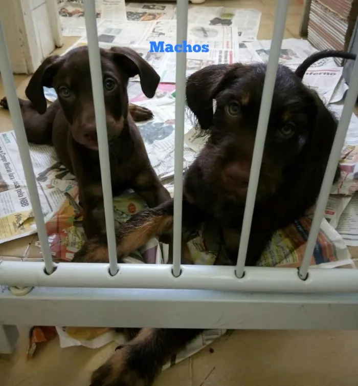Cachorro ra a vira lata idade 2 a 6 meses nome s/N