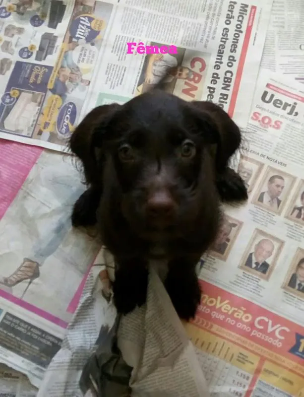 Cachorro ra a vira lata idade 2 a 6 meses nome s/N