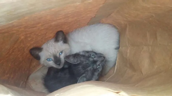 Gato ra a  idade Abaixo de 2 meses nome Não tem nome
