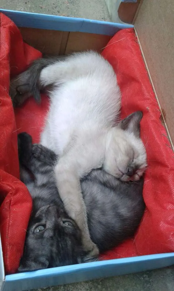 Gato ra a  idade Abaixo de 2 meses nome Não tem nome