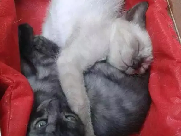 Gato ra a  idade Abaixo de 2 meses nome Não tem nome