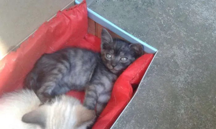 Gato ra a  idade Abaixo de 2 meses nome Não tem nome