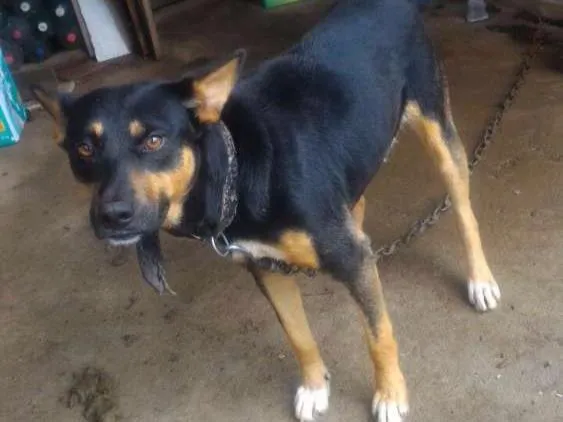 Cachorro ra a Sem Raça idade 2 anos nome Nego