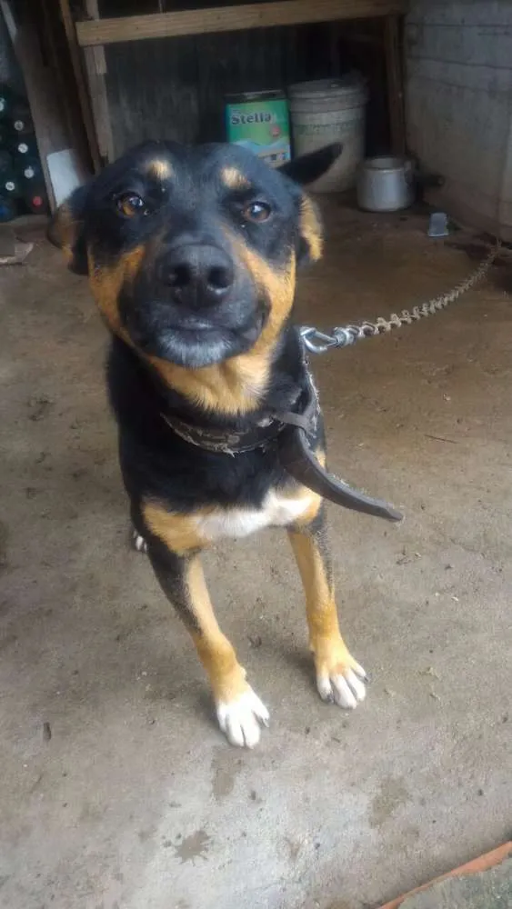 Cachorro ra a Sem Raça idade 2 anos nome Nego
