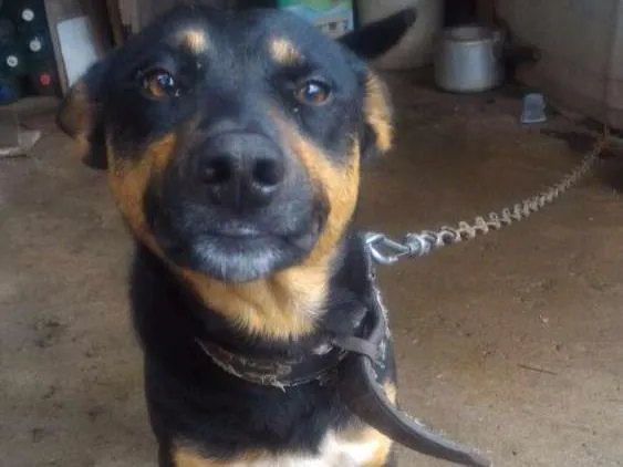 Cachorro ra a Sem Raça idade 2 anos nome Nego