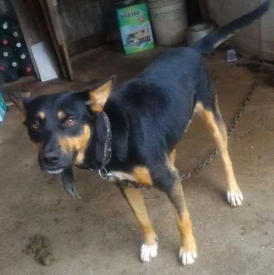 Cachorro ra a Sem Raça idade 2 anos nome Nego