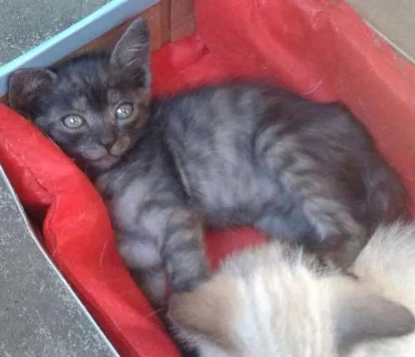 Gato ra a  idade Abaixo de 2 meses nome Não tem nome