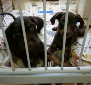 Cachorro raça vira lata idade 2 a 6 meses nome s/N