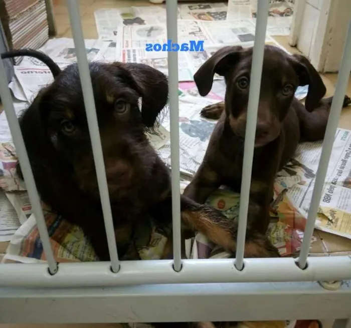 Cachorro ra a vira lata idade 2 a 6 meses nome s/N