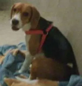 Cachorro raça Beagle idade 1 ano nome Cacau GRATIFICA