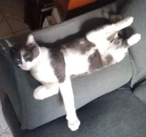 Gato raça SRD idade 3 anos nome Mel e Ramona