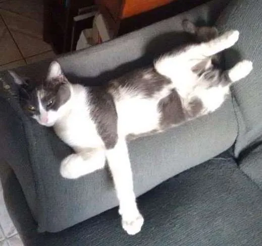 Gato ra a SRD idade 3 anos nome Mel e Ramona