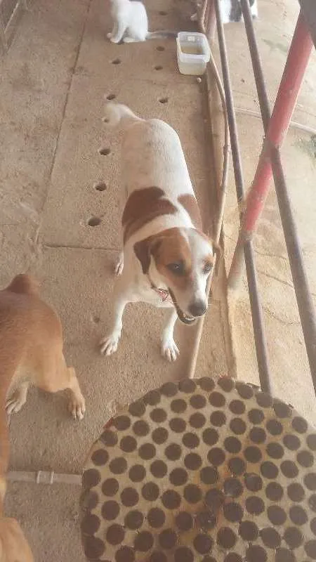 Cachorro ra a viralata idade 4 anos nome bayla