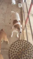 bayla