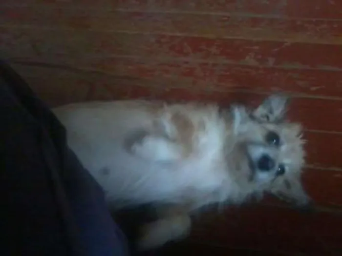 Cachorro raça vira-lata idade 6 ou mais anos nome Titcha