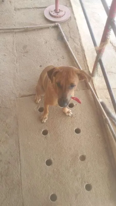 Cachorro ra a viralata idade 7 a 11 meses nome bailarina