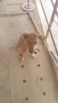 bailarina