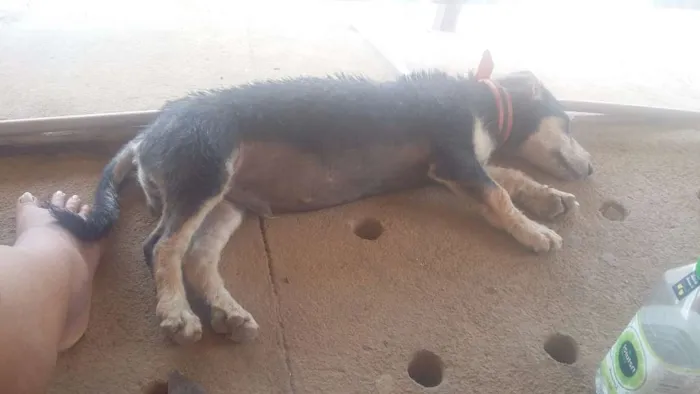 Cachorro ra a viralata+basset idade 1 ano nome ryuk