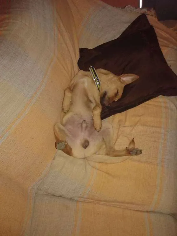 Cachorro ra a viralata idade 3 anos nome pikeno