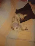 pikeno