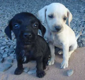 Cachorro raça indefinida idade Abaixo de 2 meses nome sem nome