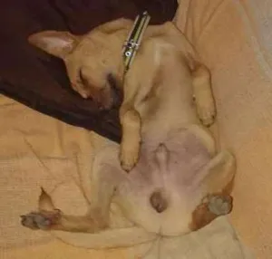 Cachorro raça viralata idade 3 anos nome pikeno