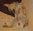 pikeno