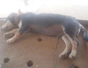 Cachorro raça viralata+basset idade 1 ano nome ryuk