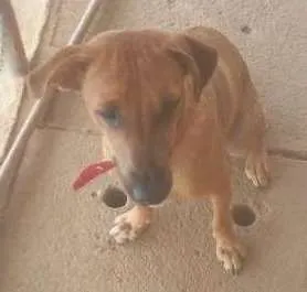 Cachorro raça viralata idade 7 a 11 meses nome bailarina