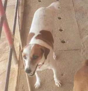 Cachorro raça viralata idade 4 anos nome bayla
