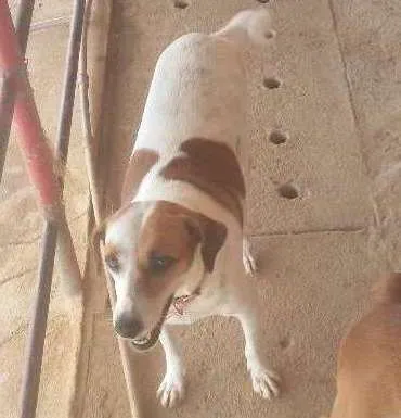 Cachorro ra a viralata idade 4 anos nome bayla