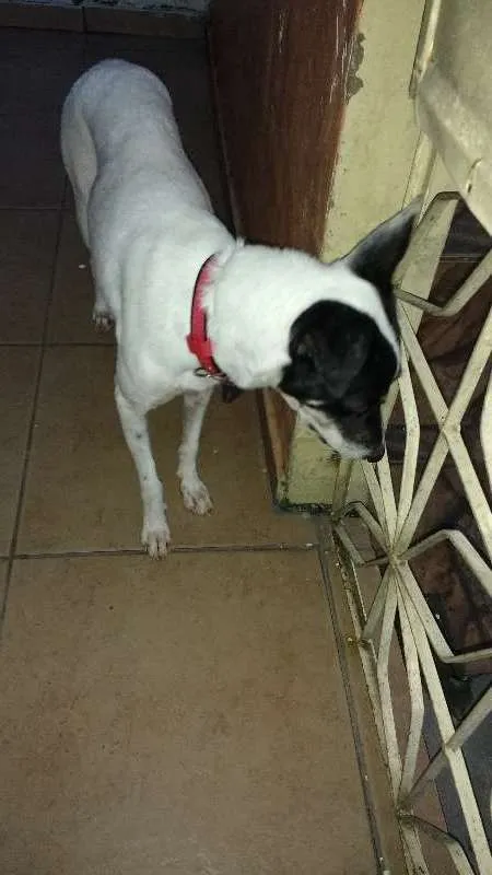 Cachorro raça vira lata idade 2 anos nome Fiona