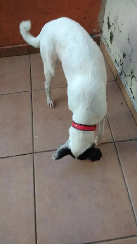Cachorro raça vira lata idade 2 anos nome Fiona