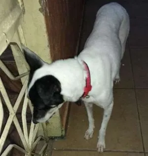 Cachorro raça vira lata idade 2 anos nome Fiona