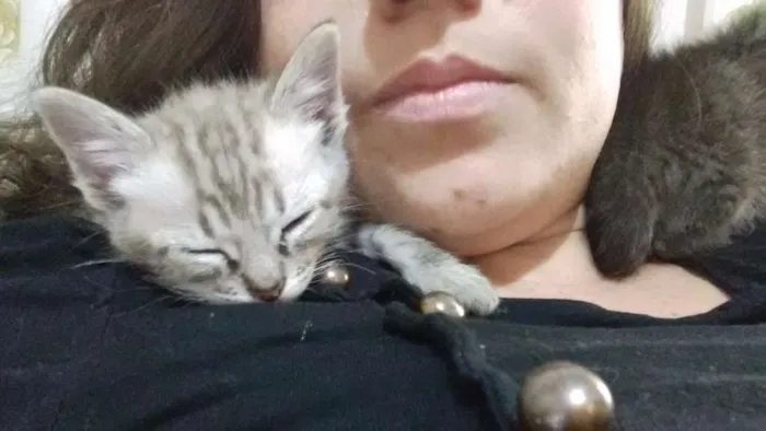 Gato ra a  idade Abaixo de 2 meses nome Sem nome