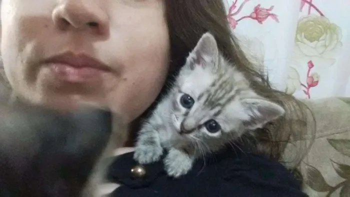 Gato ra a  idade Abaixo de 2 meses nome Sem nome