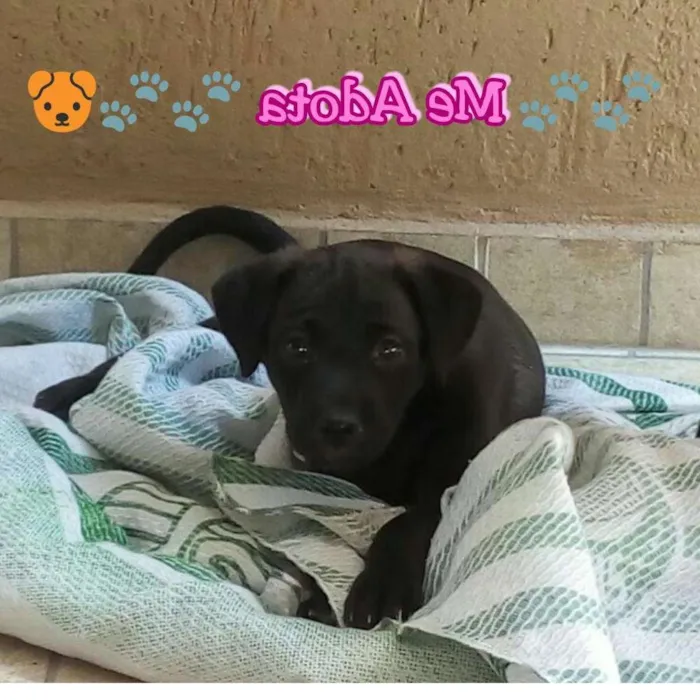 Cachorro ra a Sem Raça idade 2 a 6 meses nome Sem nome