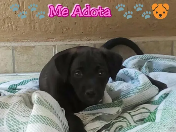 Cachorro ra a Sem Raça idade 2 a 6 meses nome Sem nome