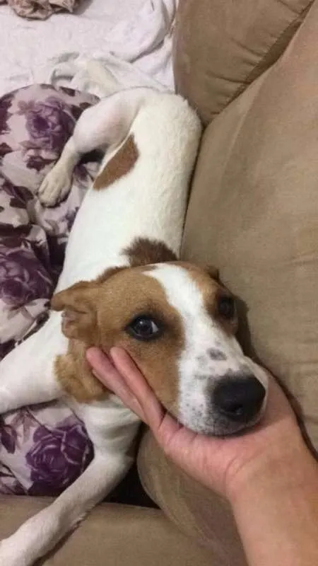 Cachorro ra a Vira-Lata idade 2 a 6 meses nome Aruna
