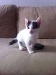 gatinhos fofos