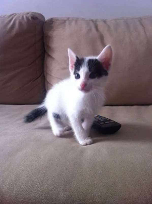 Gato ra a  idade Abaixo de 2 meses nome gatinhos fofos