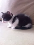 gatinhos fofos