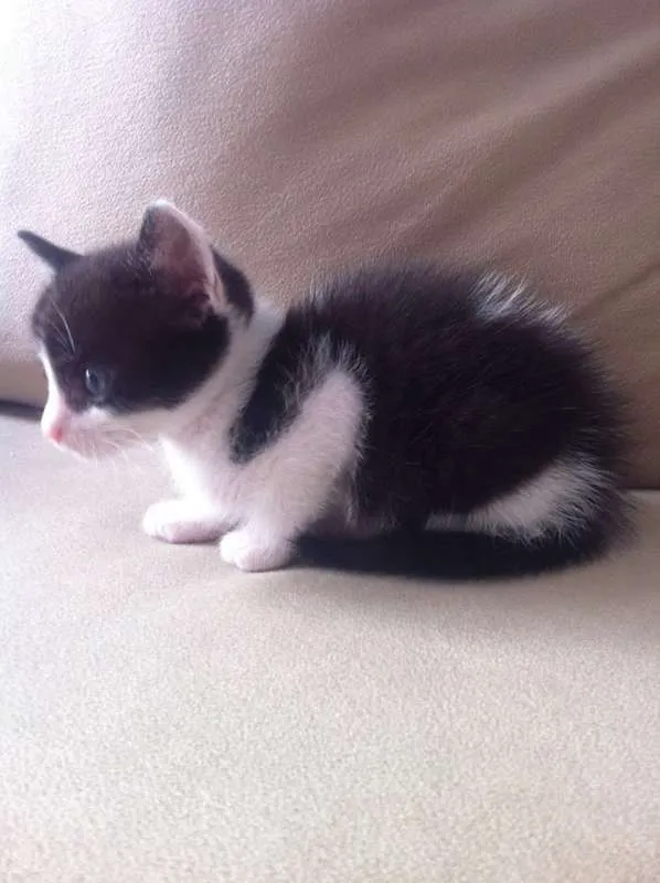 Gato ra a  idade Abaixo de 2 meses nome gatinhos fofos