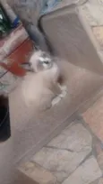 Filhote abandonada